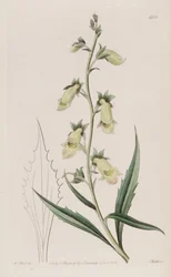 Digitalis obscura subsp. laciniata